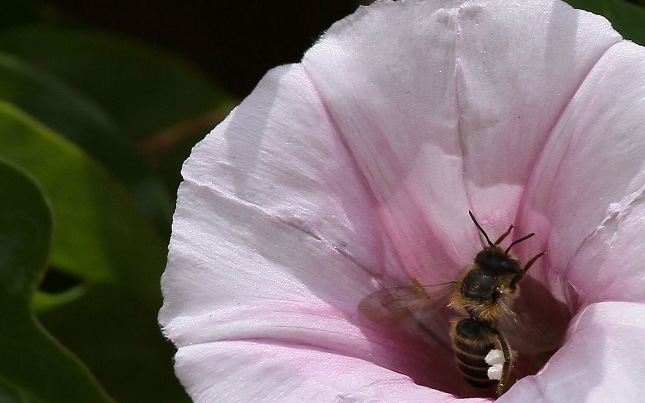 Macro flower market (west works) #24 - 1280x800