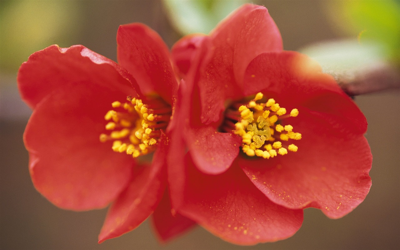 fleurs fond d'écran Widescreen close-up (10) #8 - 1280x800