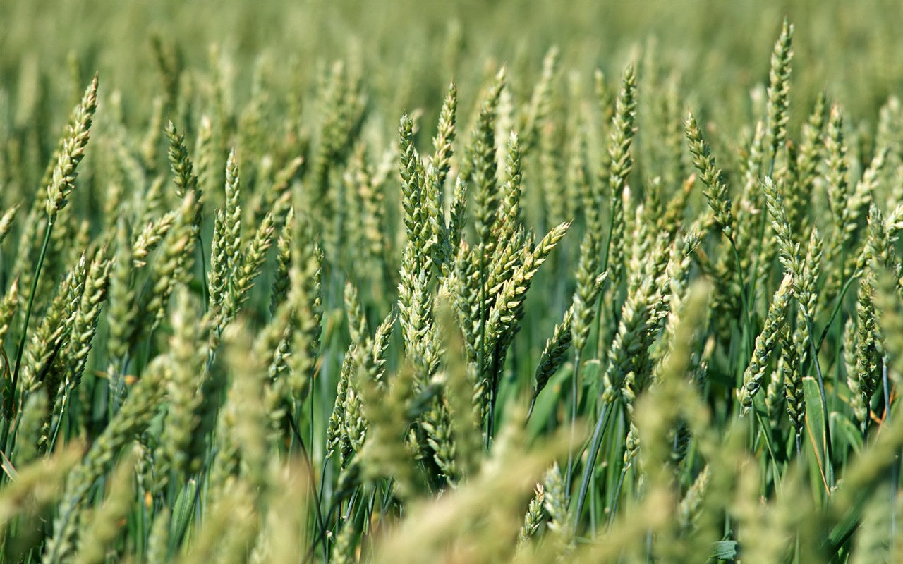 Tao Heung Shakes the Barley Bildschirmhintergründen #6 - 1280x800