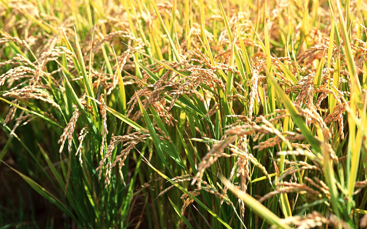 Tao Heung Shakes the Barley Bildschirmhintergründen #10 - 1280x800