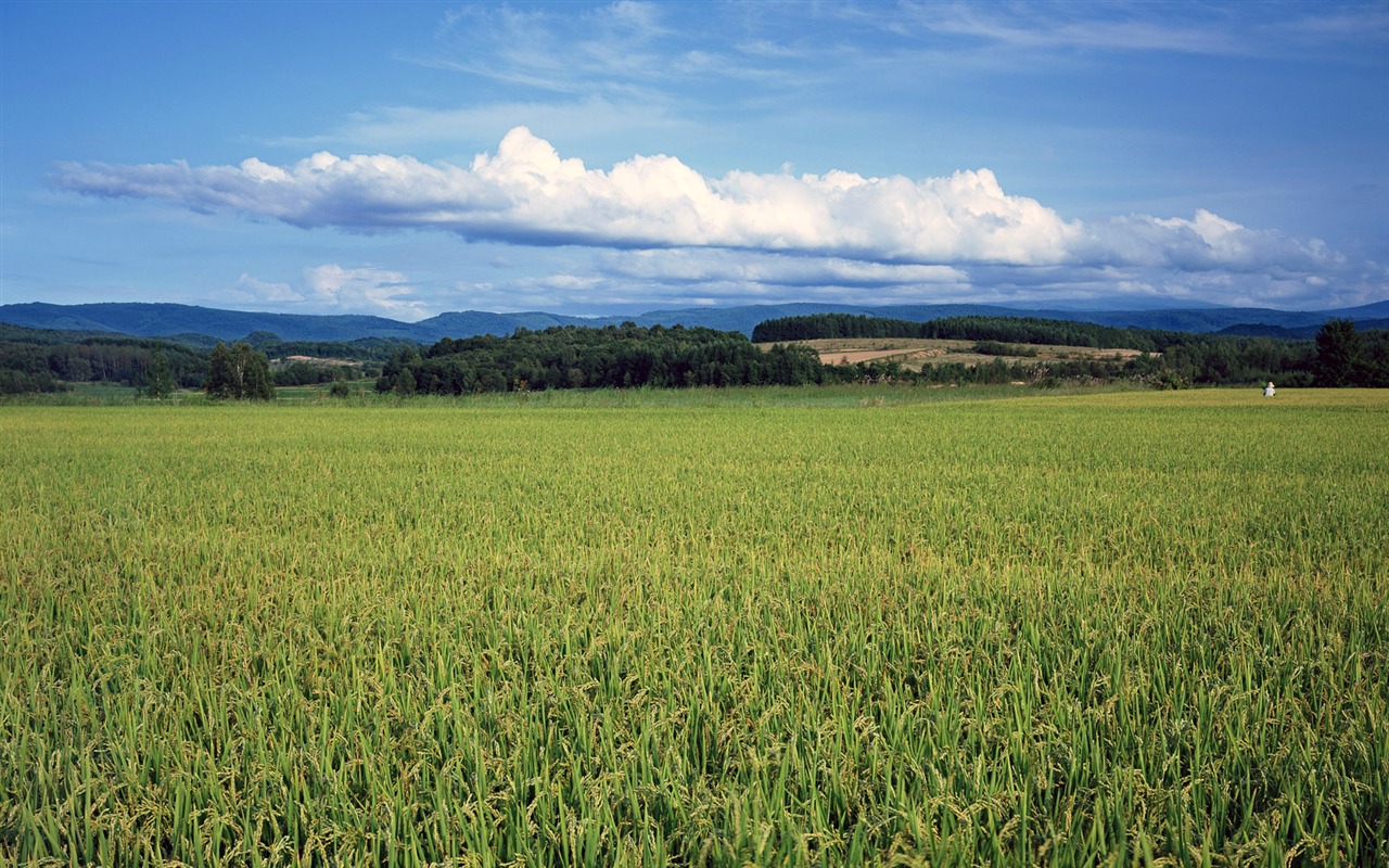 Tao Heung Shakes the Barley Bildschirmhintergründen #13 - 1280x800