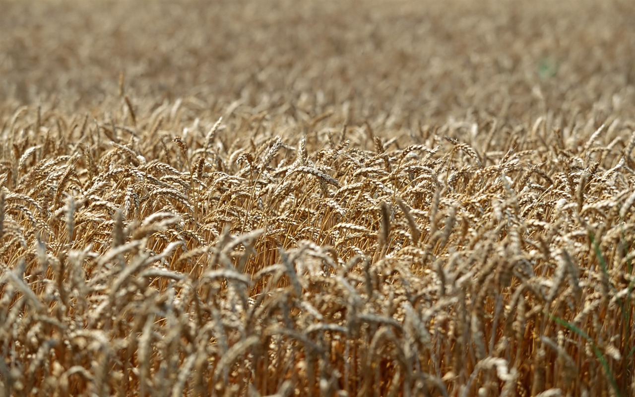 Tao Heung Shakes the Barley écran Fond d'écran #18 - 1280x800