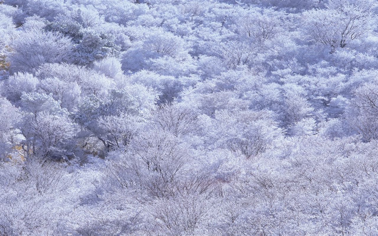 美丽如画 日本风景宽屏壁纸3 - 1280x800