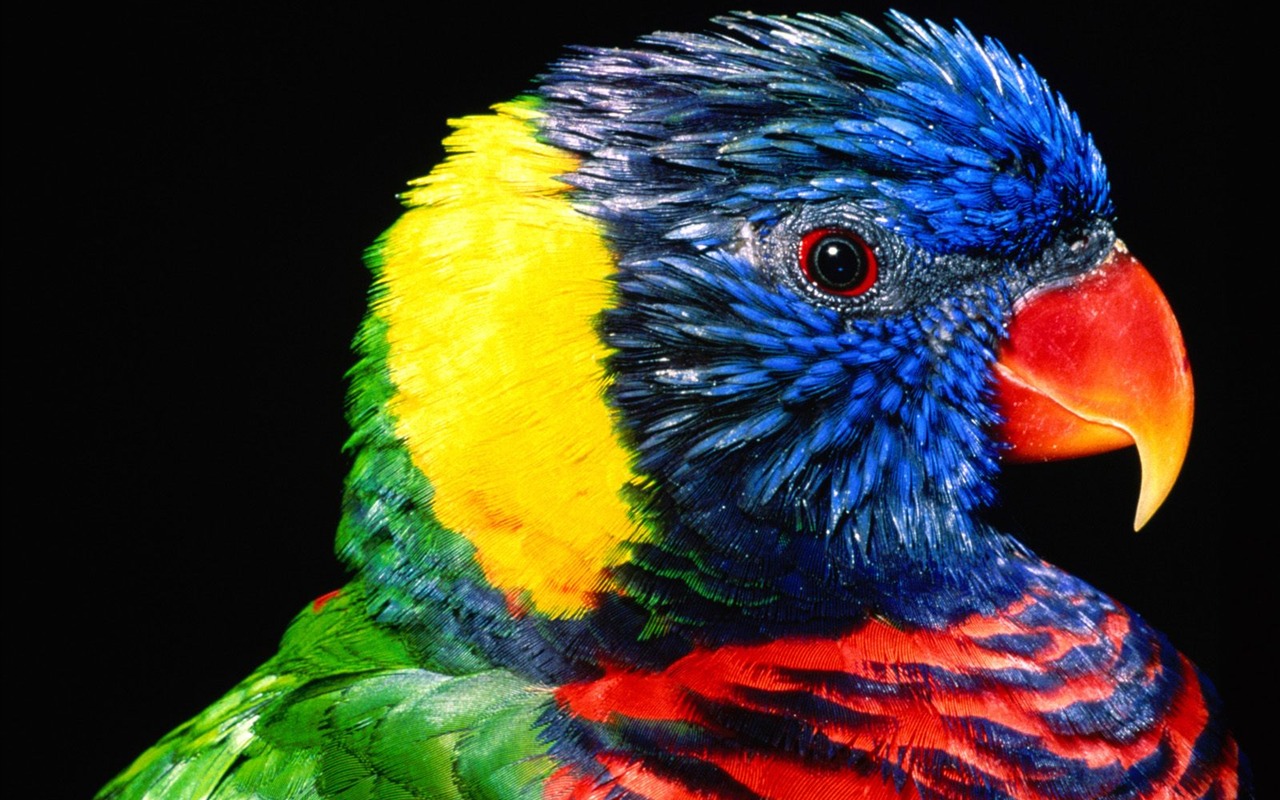 Parrot wallpaper fotoalbum #1 - 1280x800