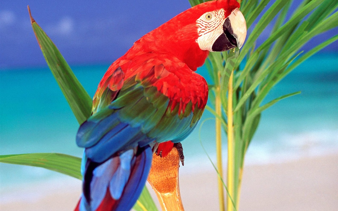 Parrot wallpaper fotoalbum #15 - 1280x800