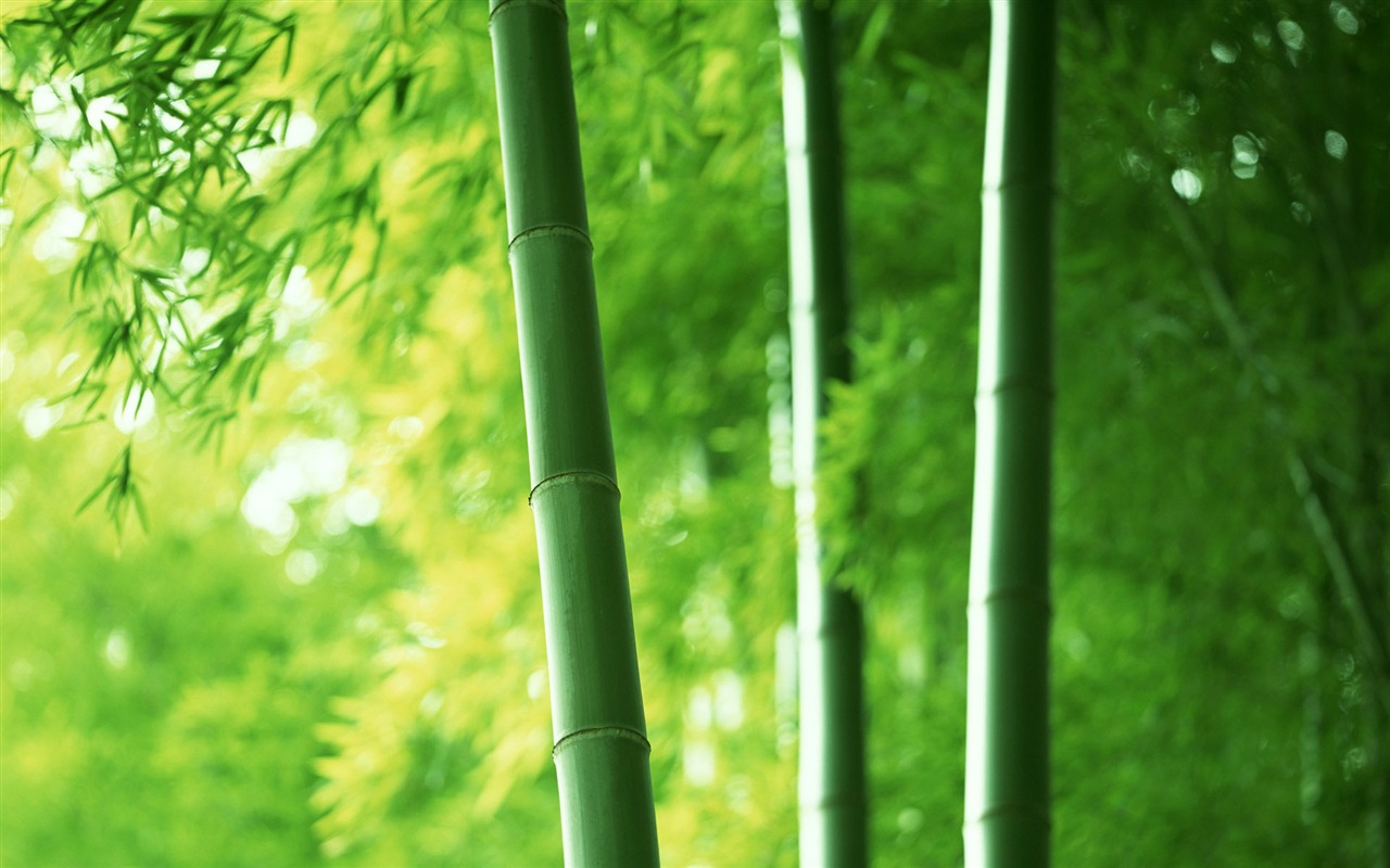 Verde álbumes fondo de pantalla de bambú #1 - 1280x800