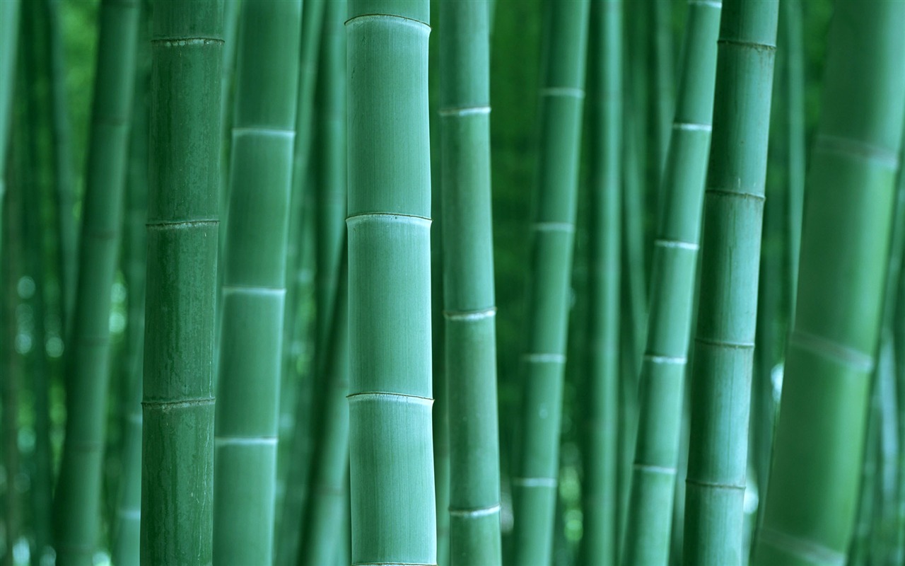 Verde álbumes fondo de pantalla de bambú #2 - 1280x800