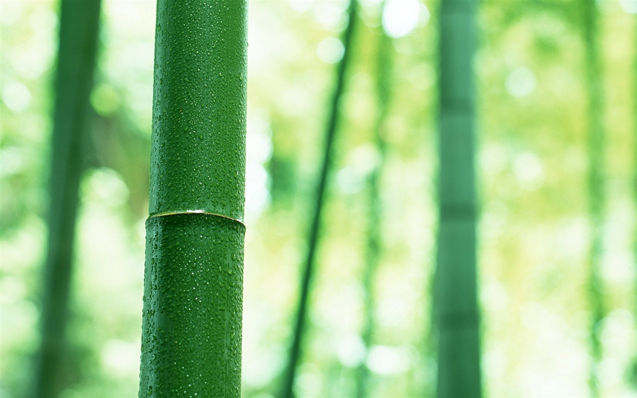 Verde álbumes fondo de pantalla de bambú #3 - 1280x800