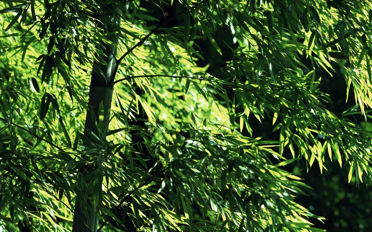 Verde álbumes fondo de pantalla de bambú #6 - 1280x800