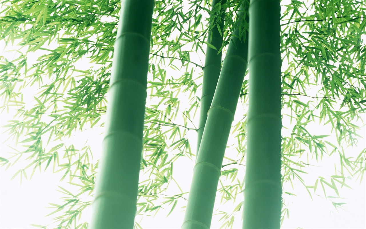 Verde álbumes fondo de pantalla de bambú #7 - 1280x800
