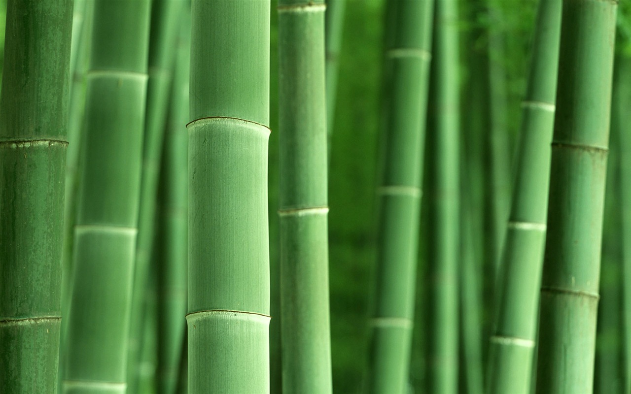 Verde álbumes fondo de pantalla de bambú #8 - 1280x800