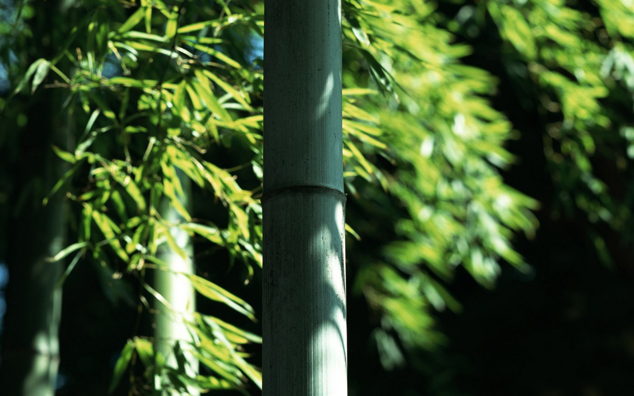 Verde álbumes fondo de pantalla de bambú #9 - 1280x800