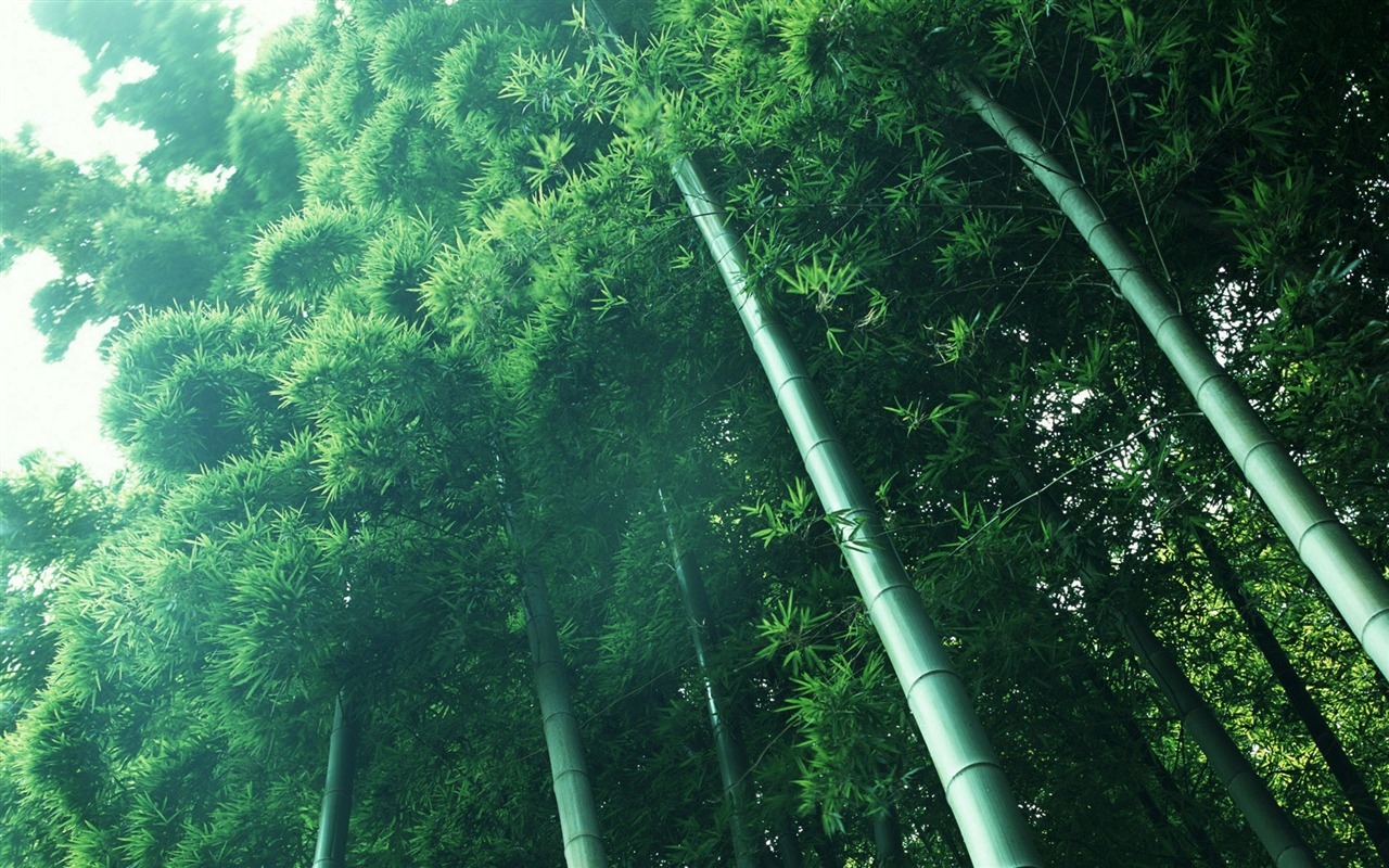Verde álbumes fondo de pantalla de bambú #13 - 1280x800
