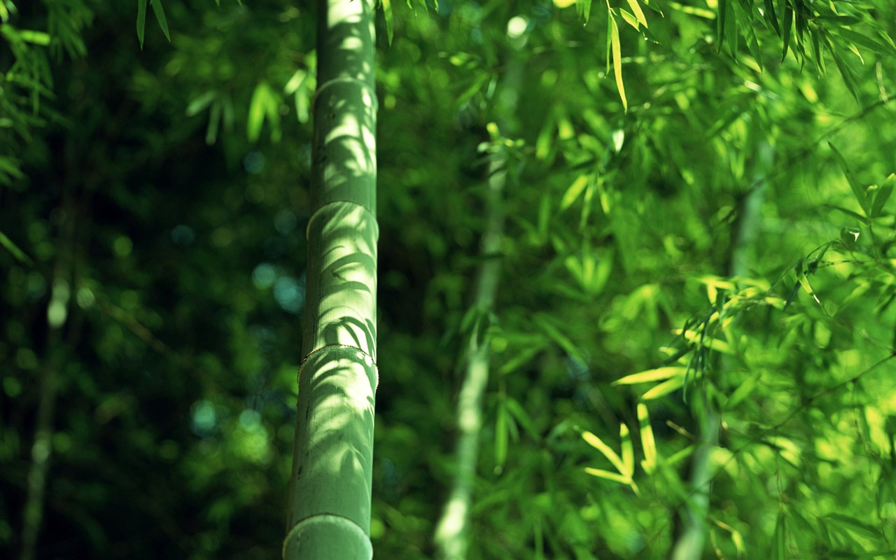 Verde álbumes fondo de pantalla de bambú #14 - 1280x800
