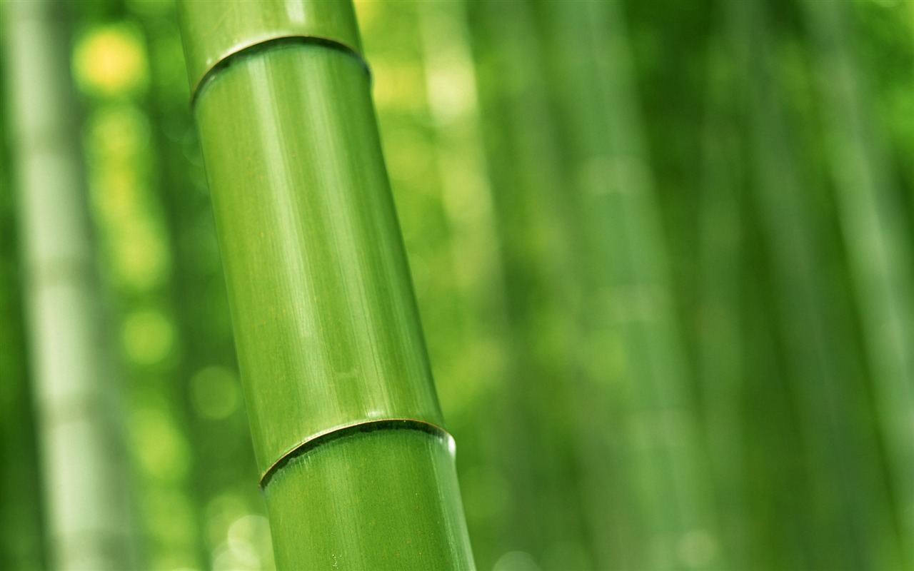 Fond d'écran de bambou vert albums #16 - 1280x800