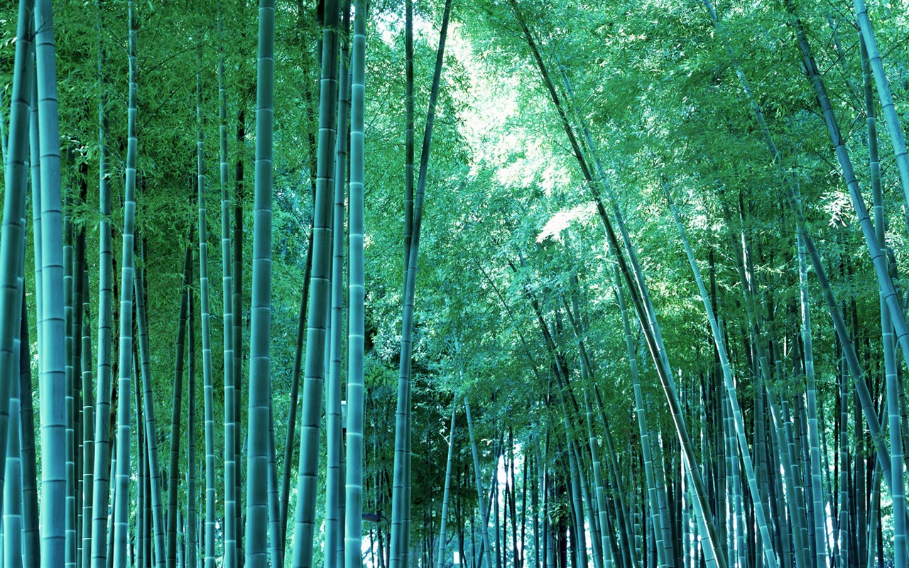 Verde álbumes fondo de pantalla de bambú #19 - 1280x800