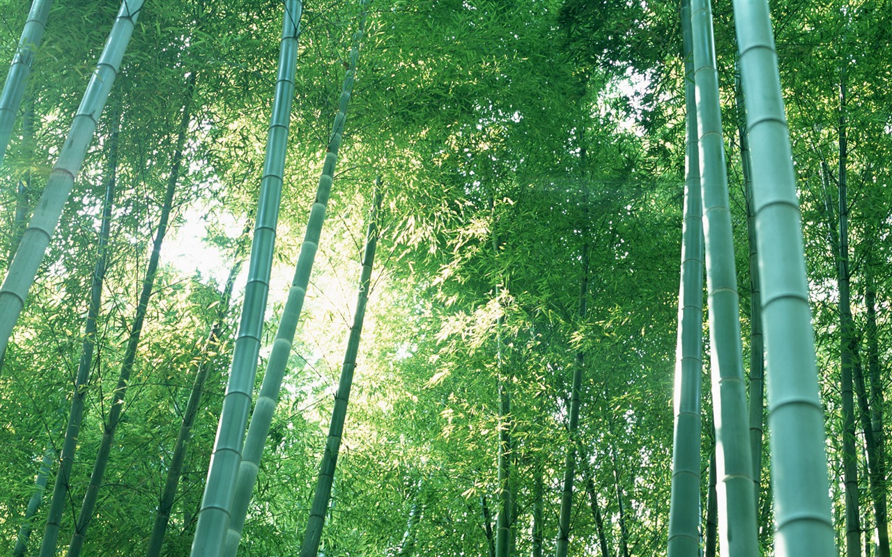 Verde álbumes fondo de pantalla de bambú #20 - 1280x800