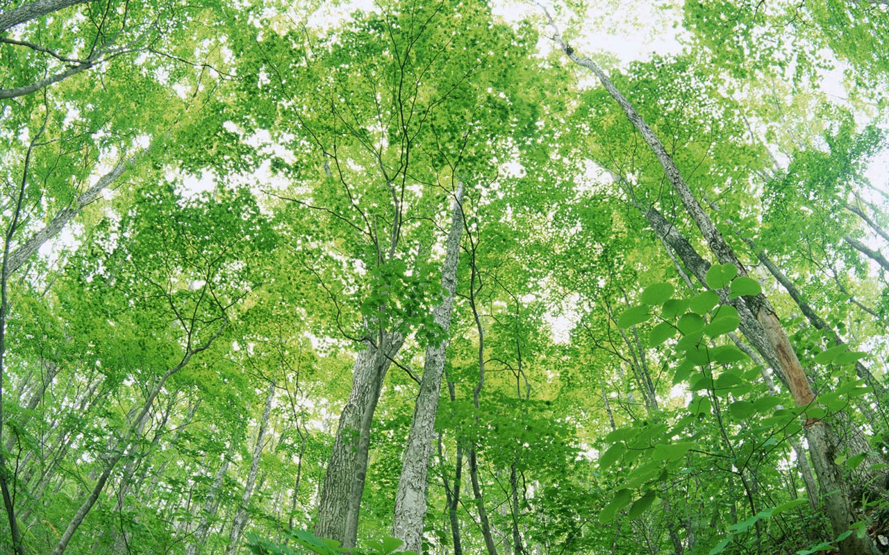 Zelená listová foto tapetu (2) #8 - 1280x800