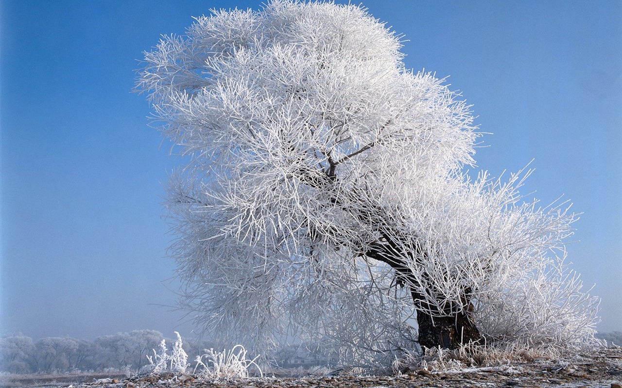 冬天雪景壁纸11 - 1280x800