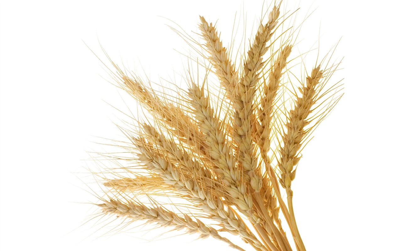 小麦の壁紙 (1) #4 - 1280x800