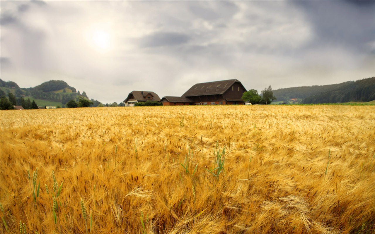 Wheat wallpaper (1) #7 - 1280x800