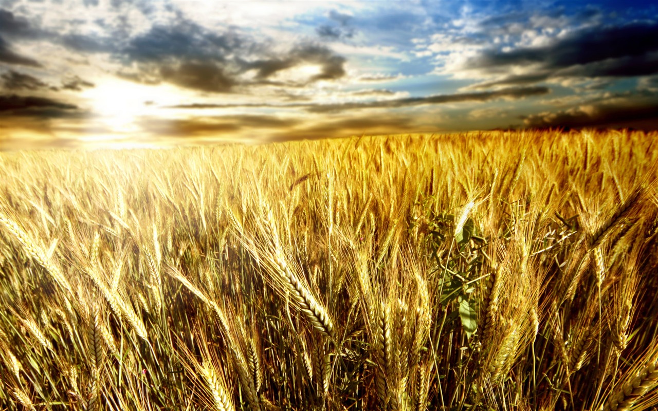 Wheat wallpaper (1) #13 - 1280x800