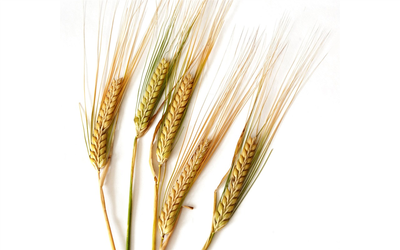 小麦の壁紙 (2) #4 - 1280x800