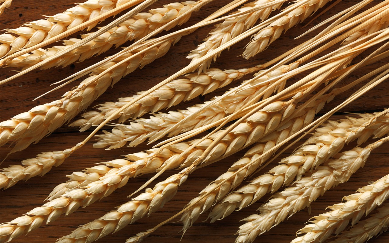 Wheat wallpaper (2) #7 - 1280x800