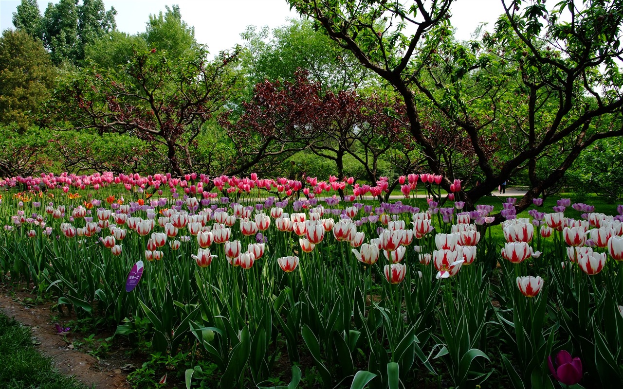 Xiangshan 초여름 정원 (철근 작품) #4 - 1280x800