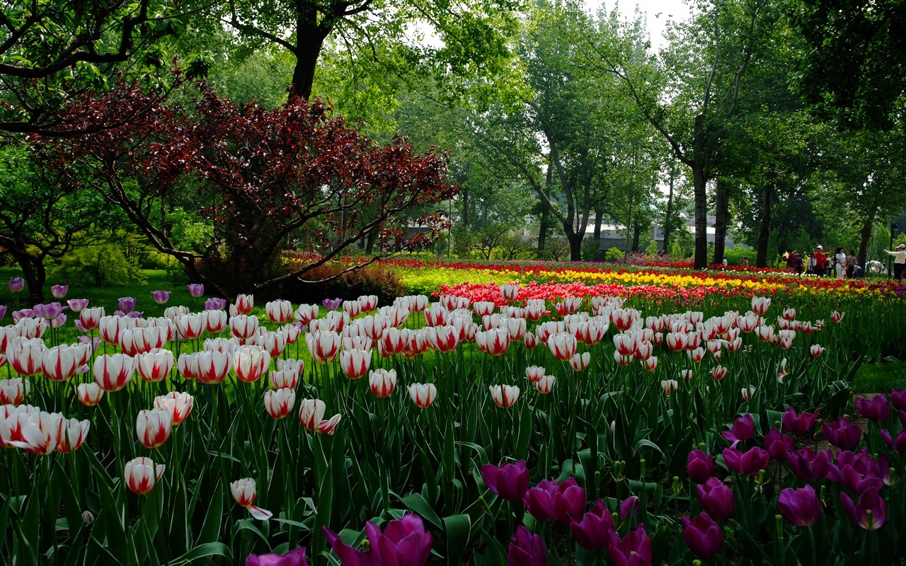 Xiangshan jardín principios del verano (obras barras de refuerzo) #6 - 1280x800