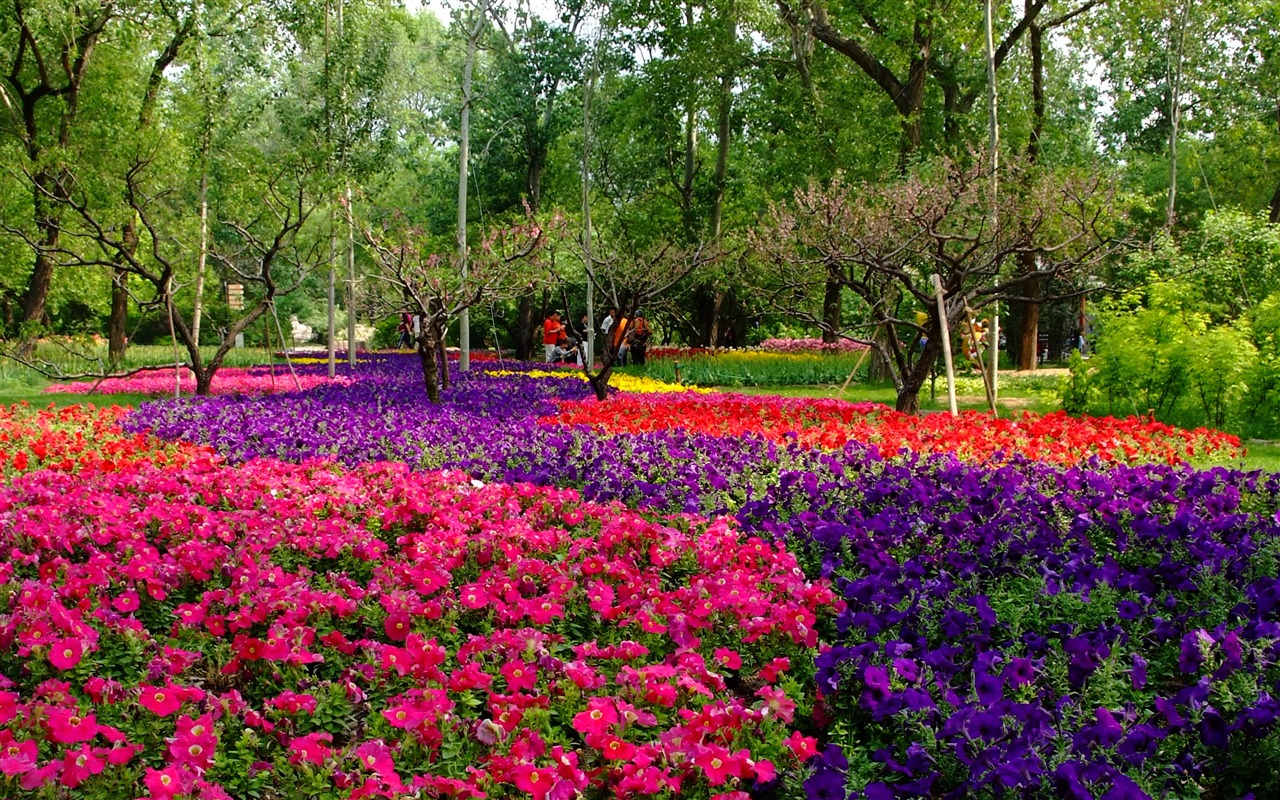 Xiangshan jardín principios del verano (obras barras de refuerzo) #9 - 1280x800