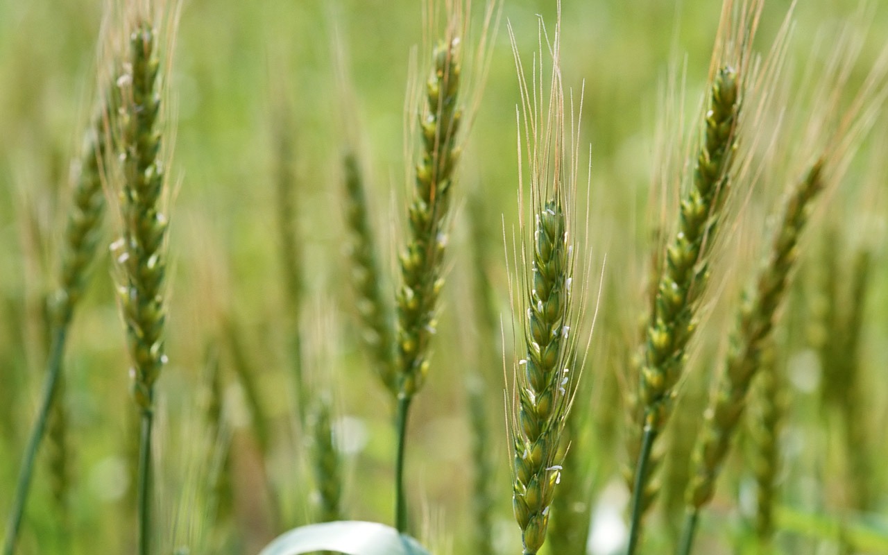 The wheat field wallpaper (1) #12 - 1280x800