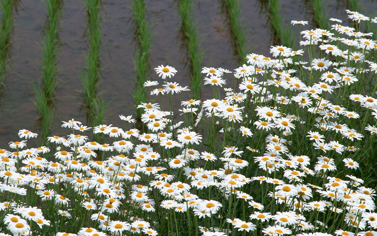 The wheat field wallpaper (21) #14 - 1280x800