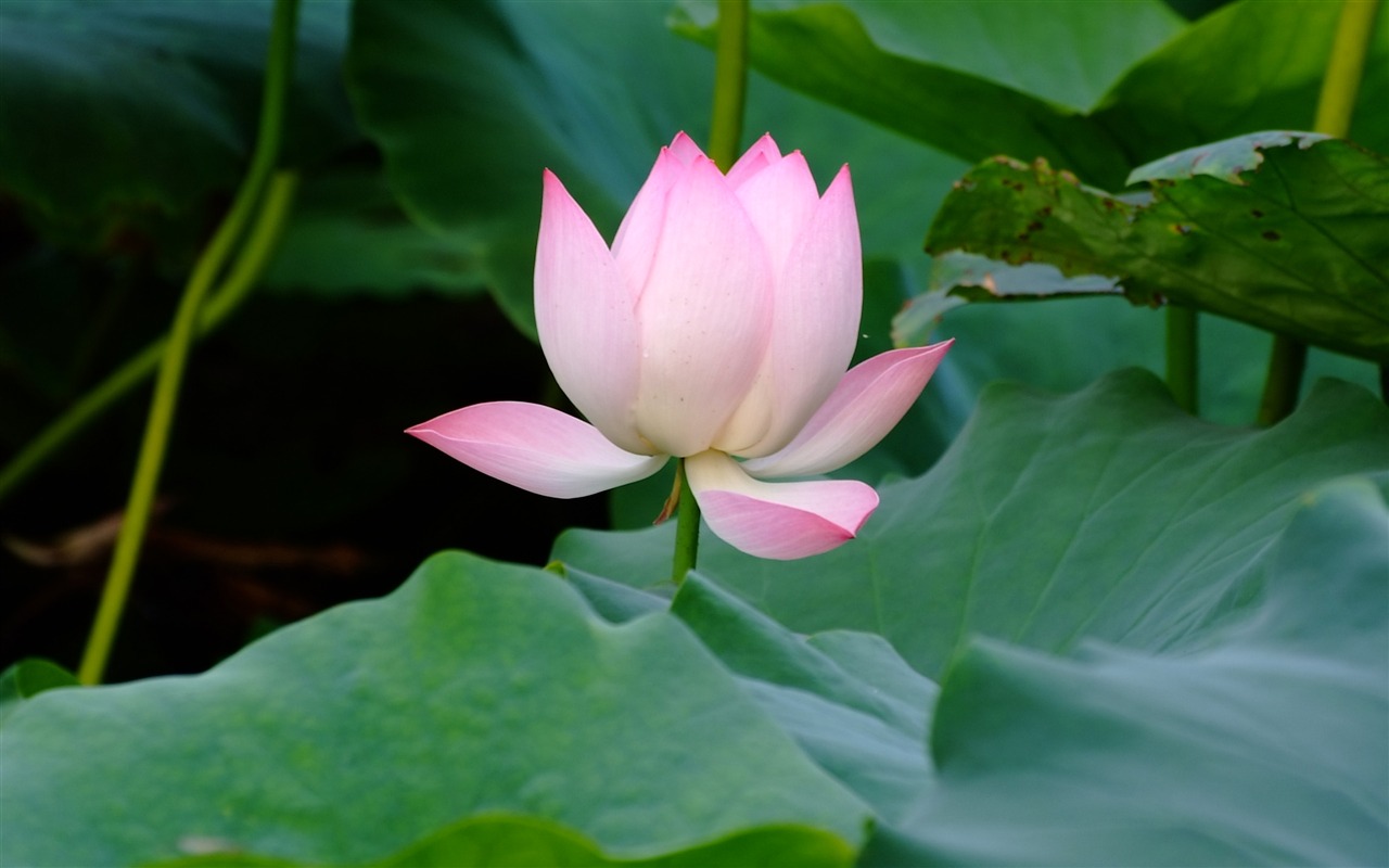 Rose Garden de la Lotus (œuvres des barres d'armature) #4 - 1280x800