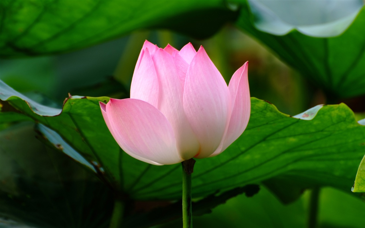 Rose Garden of the Lotus (rebar works) #5 - 1280x800