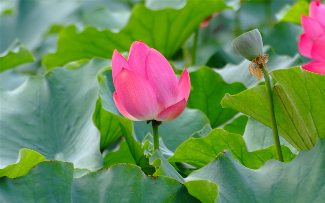 Rose Garden de la Lotus (œuvres des barres d'armature) #7 - 1280x800