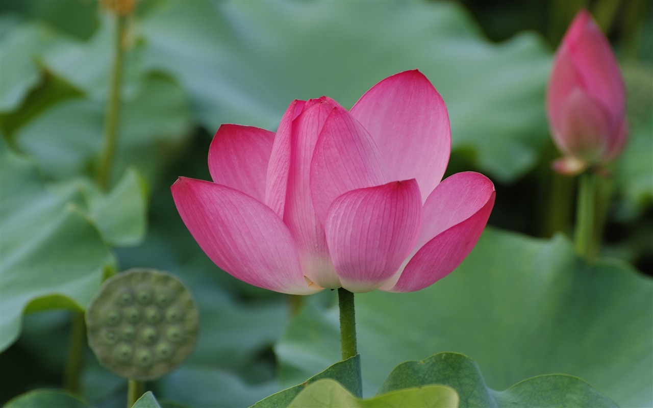 Rose Garden de la Lotus (œuvres des barres d'armature) #8 - 1280x800