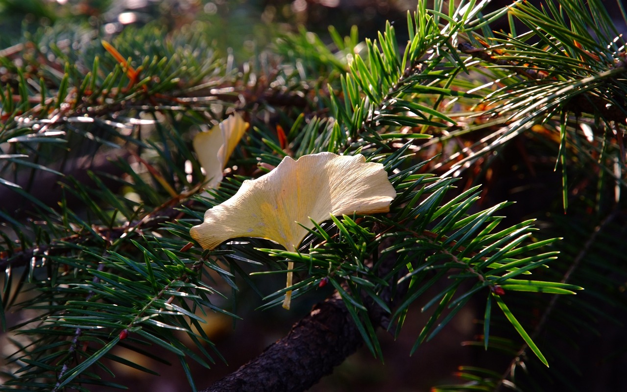 秋日的香山植物園 (螺紋鋼作品) #4 - 1280x800