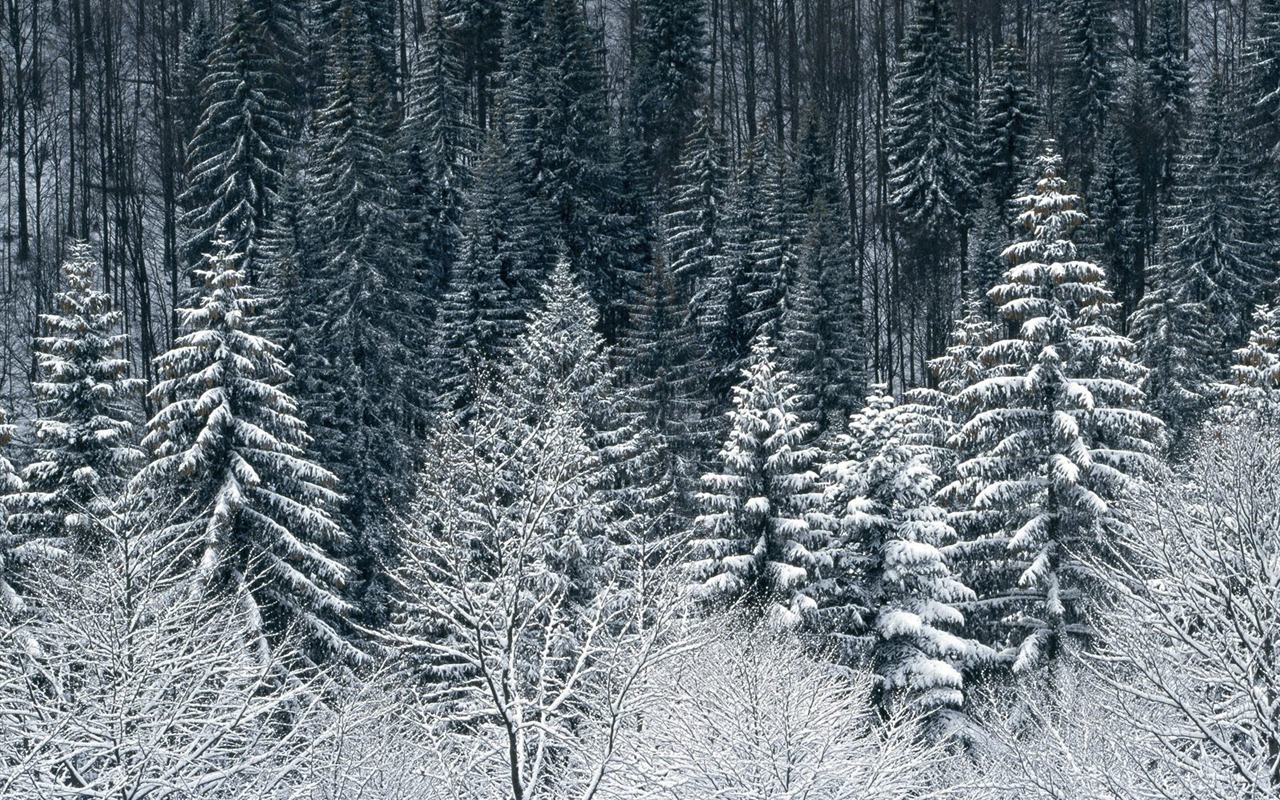 Snow Wallpaper Sammlung (4) #20 - 1280x800