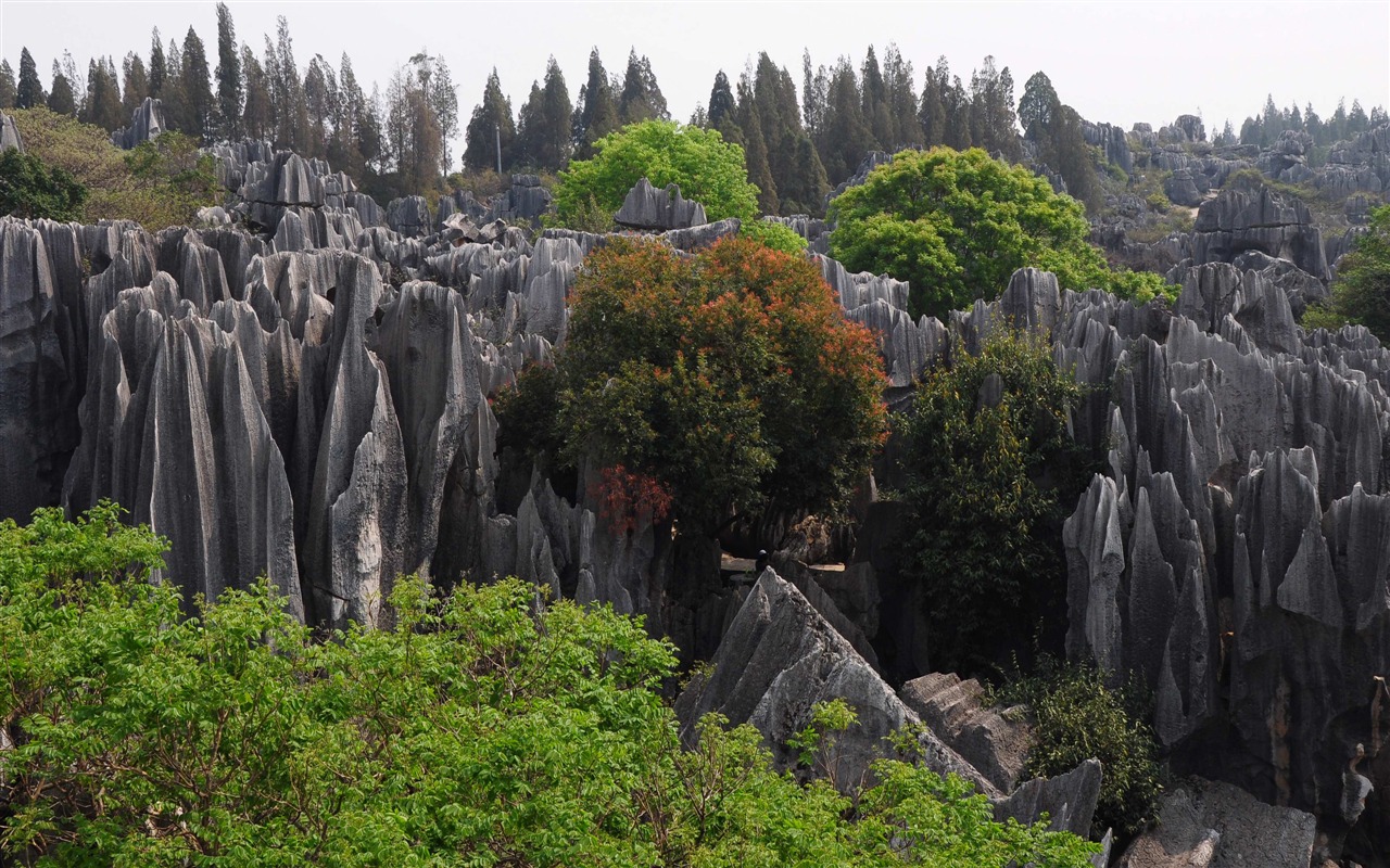 Каменный лес в провинции Юньнань линии (1) (работ киданей волка) #10 - 1280x800