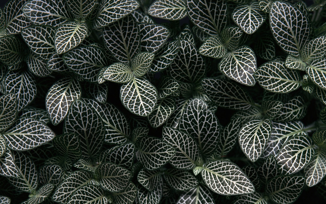 1680 fleurs vertes feuilles fond d'écran (3) #3 - 1280x800