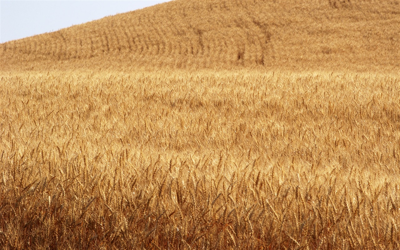 Wheat wallpaper (3) #5 - 1280x800