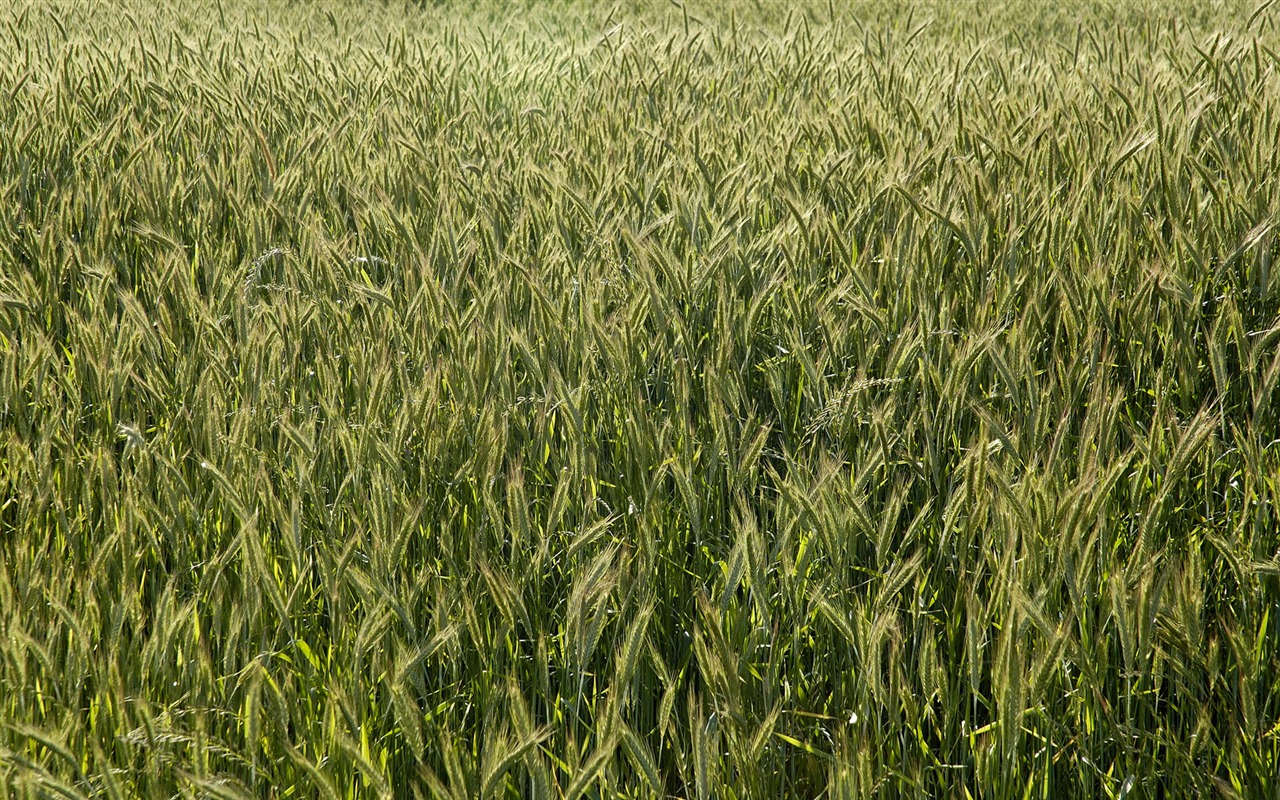 小麦の壁紙 (3) #7 - 1280x800