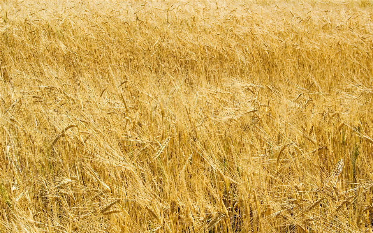 小麦の壁紙 (3) #16 - 1280x800