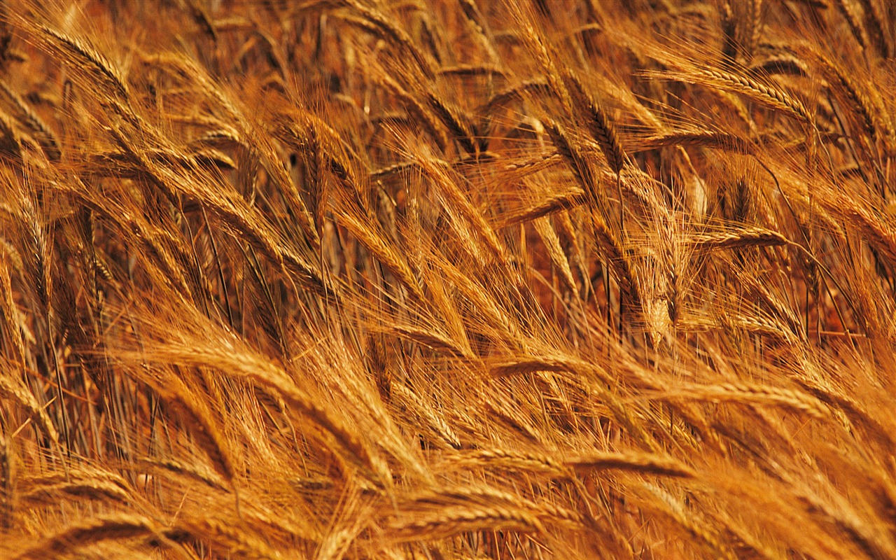 Fond d'écran du blé (4) #4 - 1280x800
