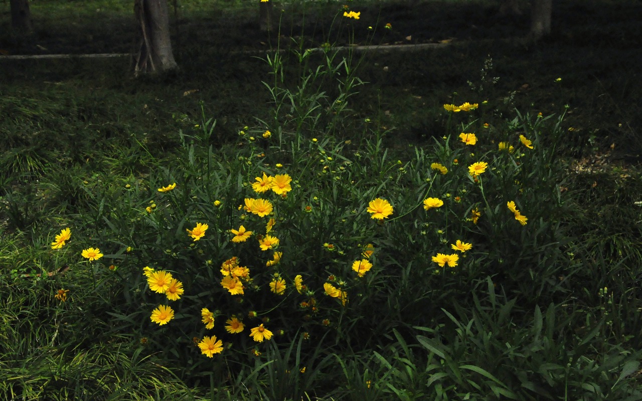 Reveal fragrant flowers (old Kang OK works) #22 - 1280x800