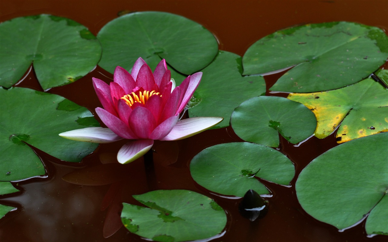 Flower close-up (Old Hong OK works) #2 - 1280x800