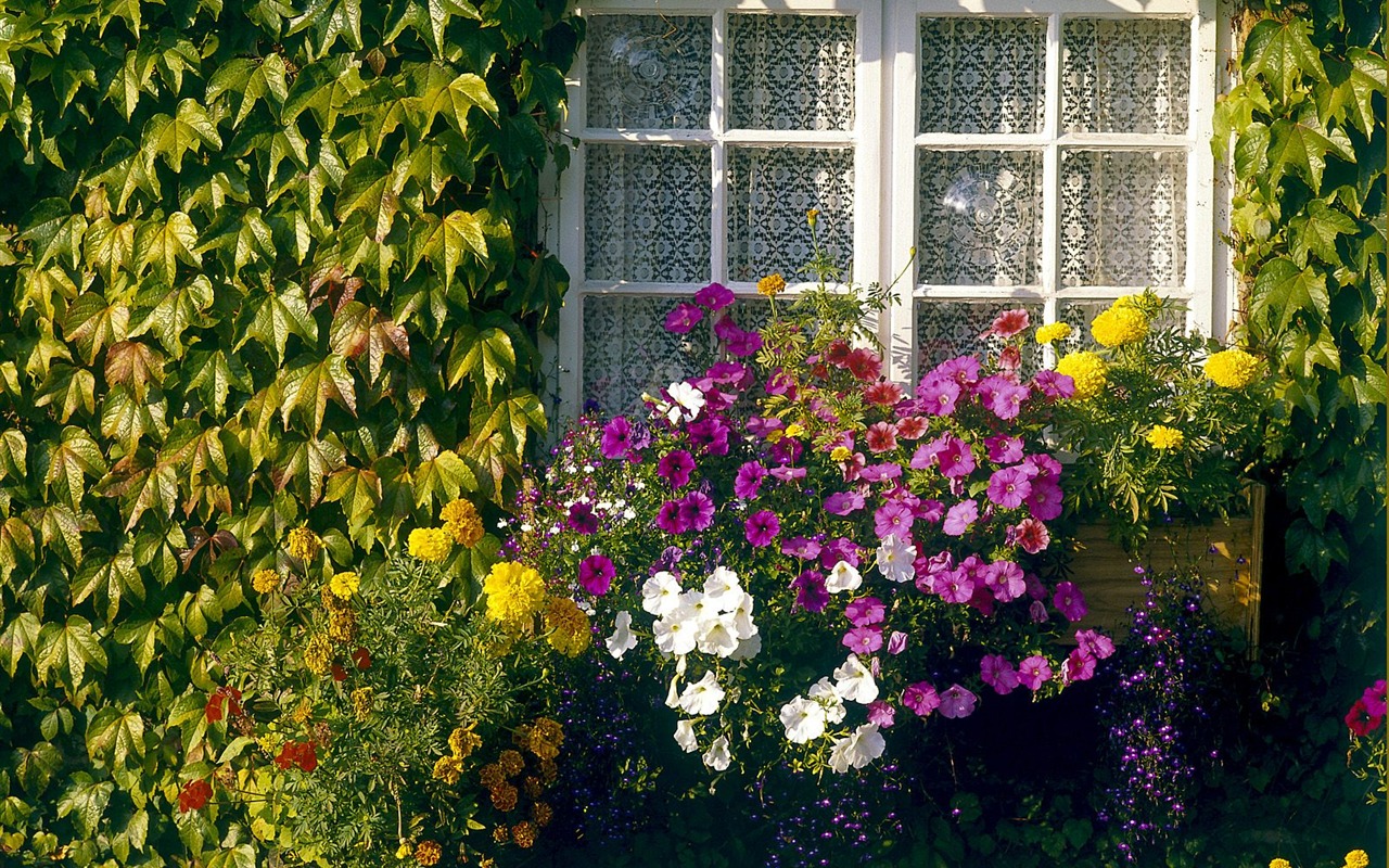 植物の木の壁紙 (4) #15 - 1280x800