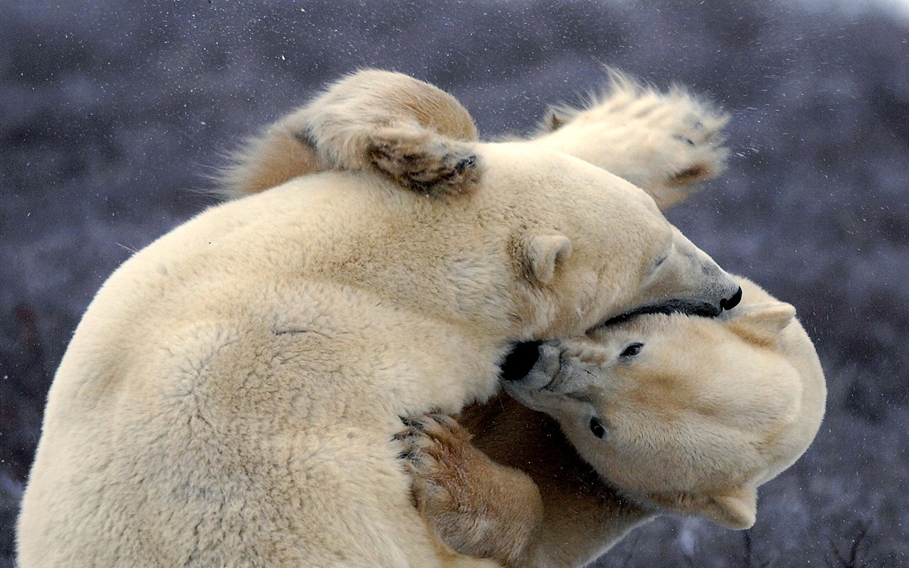 National Geographic животных обои альбом (1) #20 - 1280x800