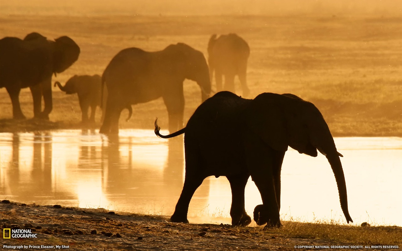 Nacional Geographic animales fondos de escritorio de disco (2) #10 - 1280x800